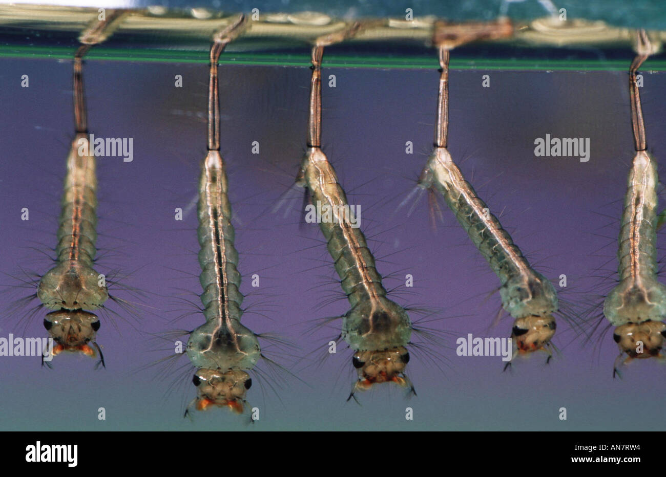 house mosquito, northern common house mosquito, common gnat, house gnat