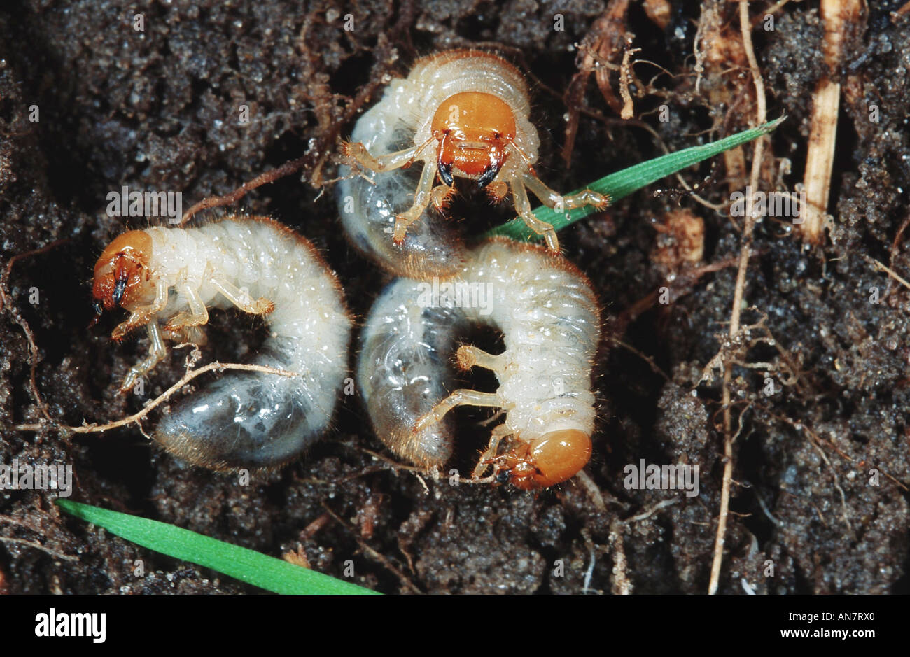 common cockchafer, maybug (Melolontha melolontha), larvae, Belgium Stock Photo
