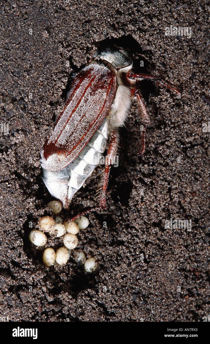 common cockchafer, maybug (Melolontha melolontha), egg deposition, Belgium Stock Photo