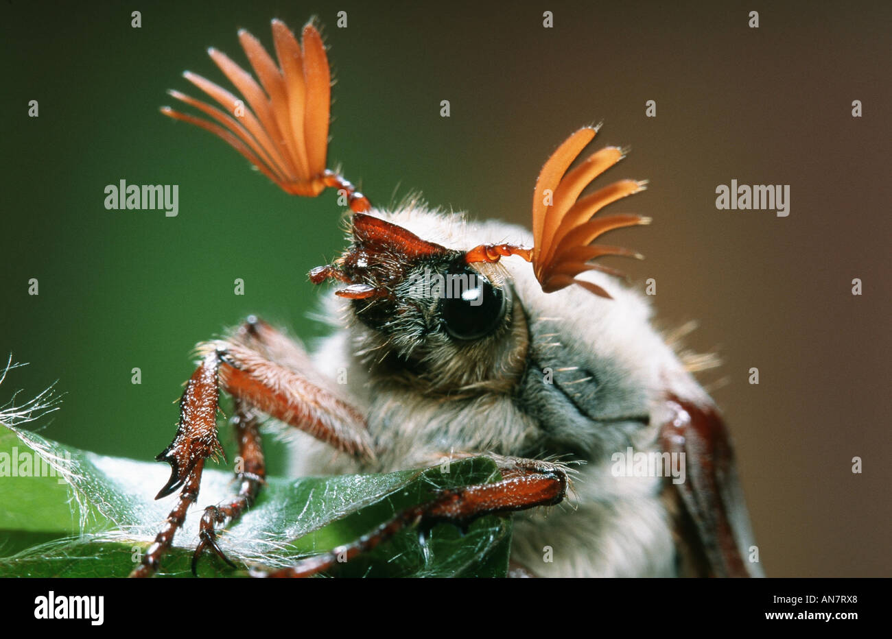 common cockchafer, maybug (Melolontha melolontha), Belgium Stock Photo ...