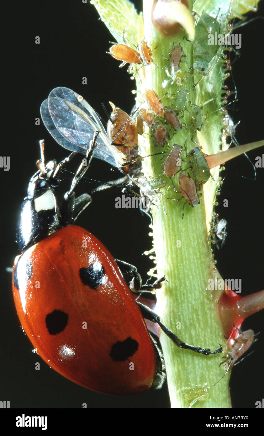 Insects predation hi-res stock photography and images - Page 13 - Alamy