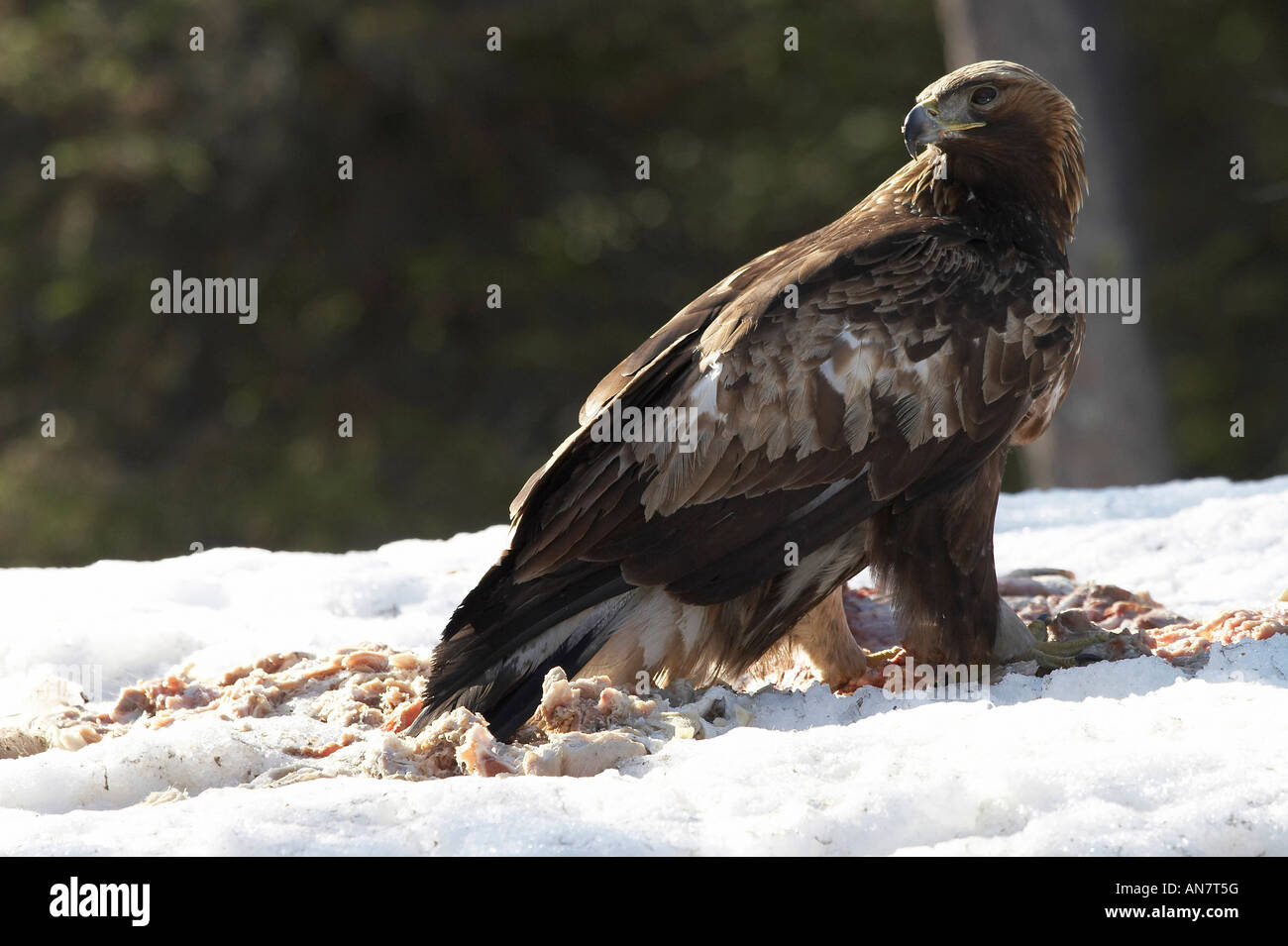 Golden Eagle immature adult in snow Stock Photo Alamy