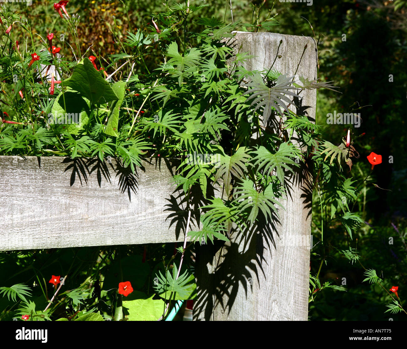 Vine climbing fence hi-res stock photography and images - Alamy