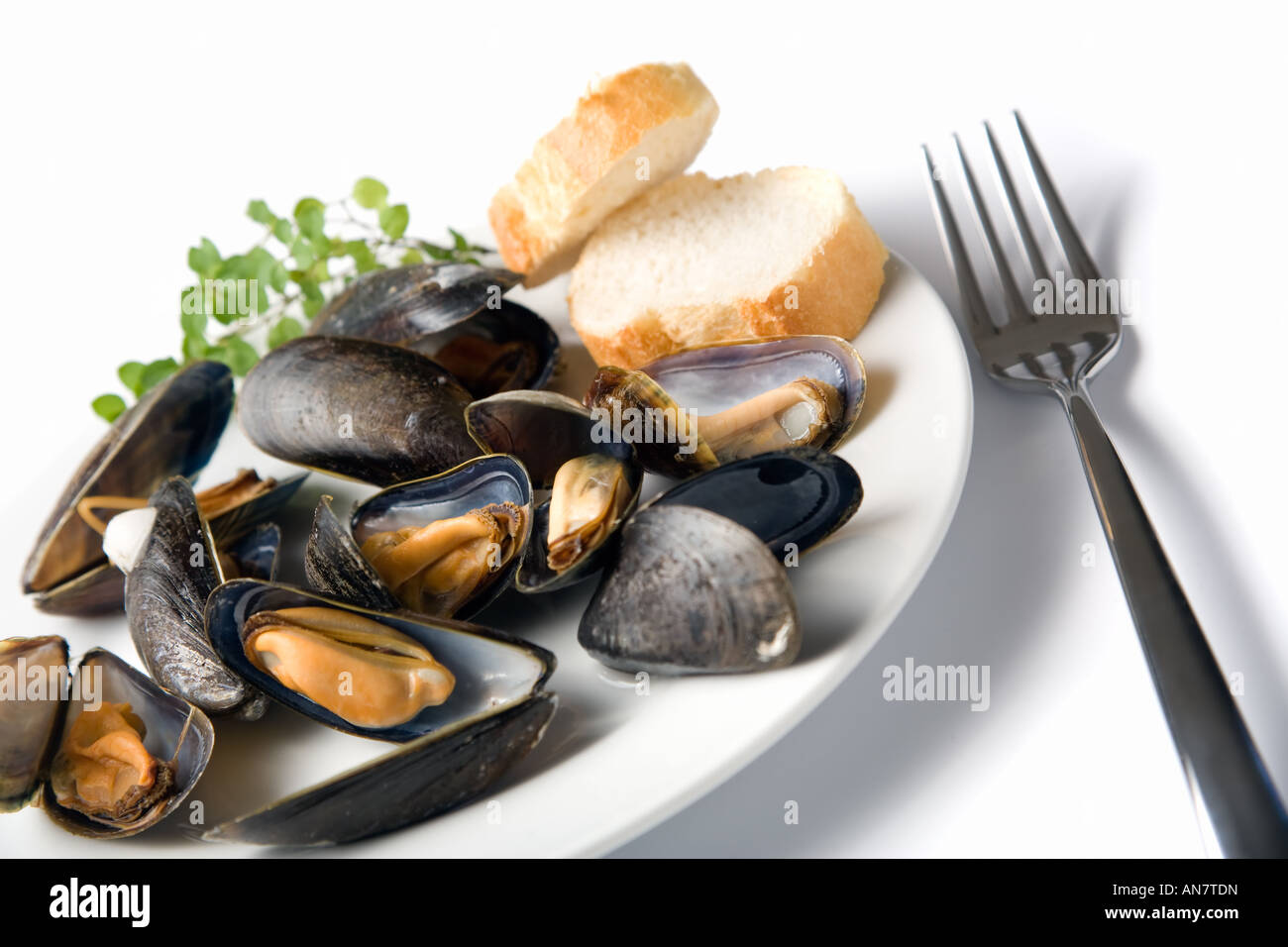 boiled blue mussels in their shells on a white plate with two slices of white bread and a fork next to it, tilted view Stock Photo