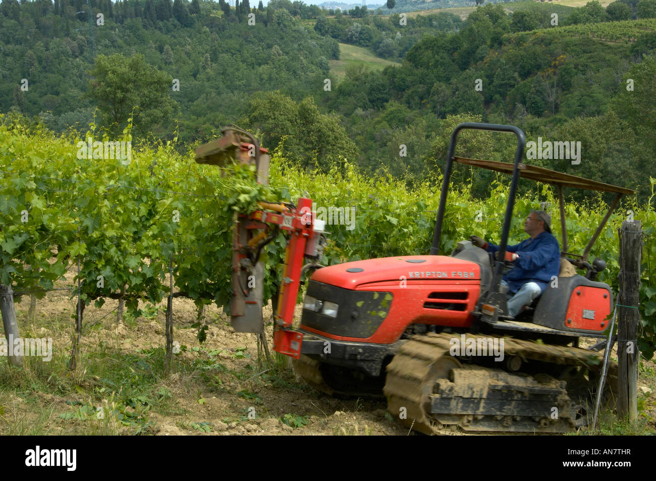Wine production in Italy Stock Photo Alamy