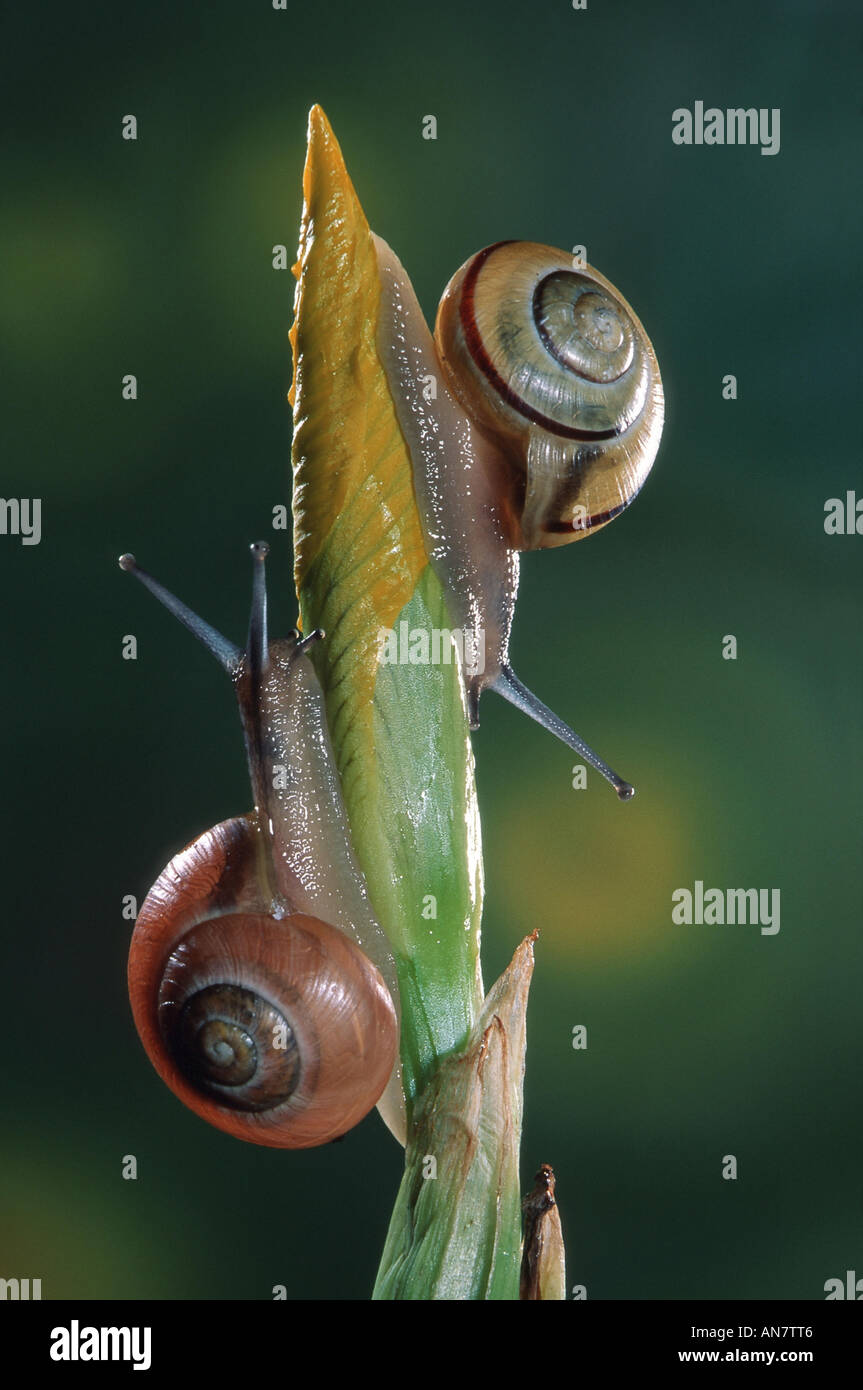 brown-lipped snail, grove snail, grovesnail, English garden snail ...