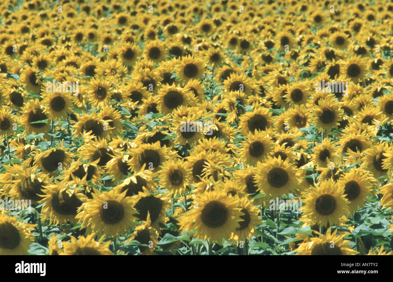 common sunflower (Helianthus annuus), sunflower field, Germany Stock