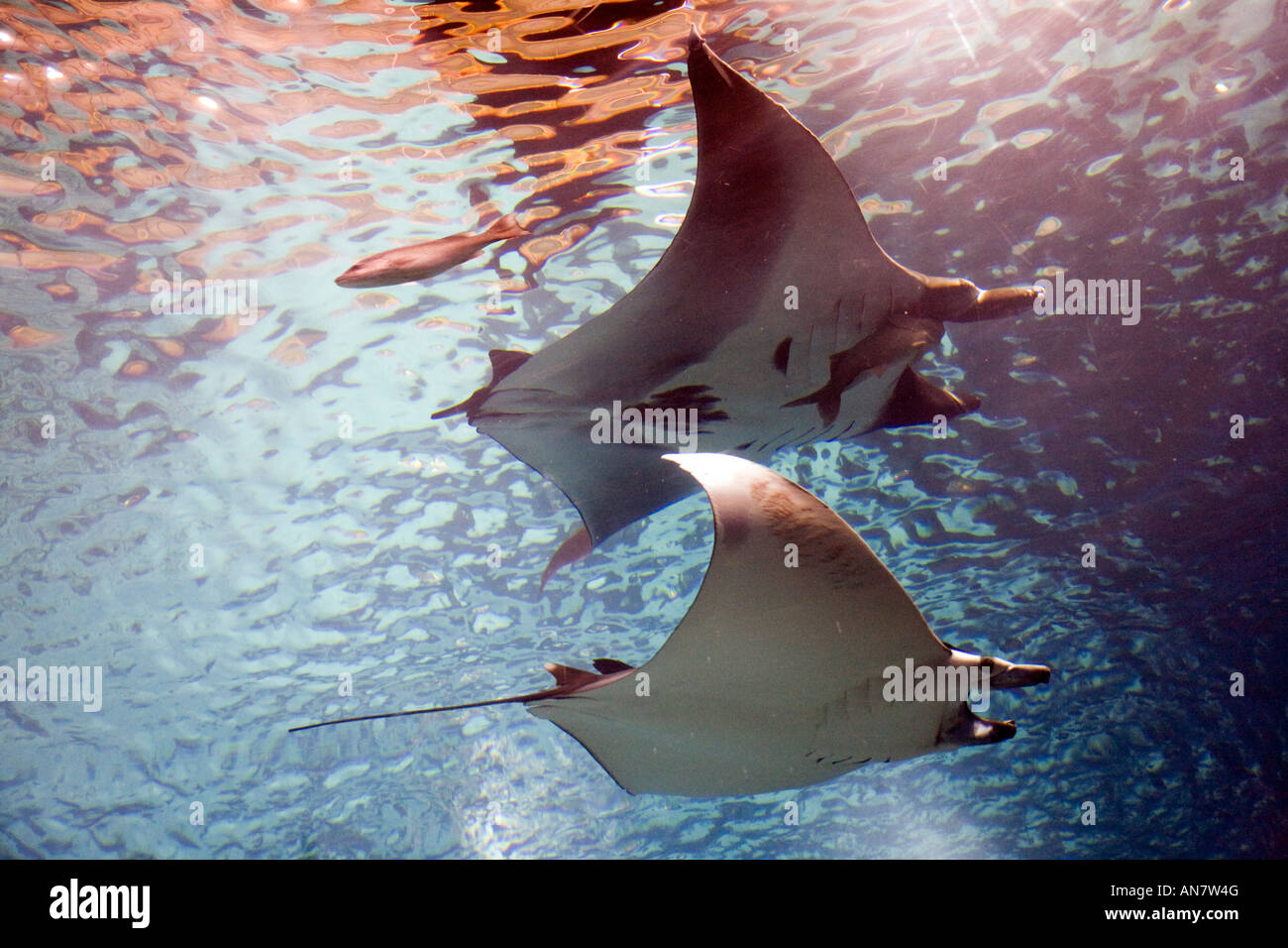 Giant manta rays hi-res stock photography and images - Alamy