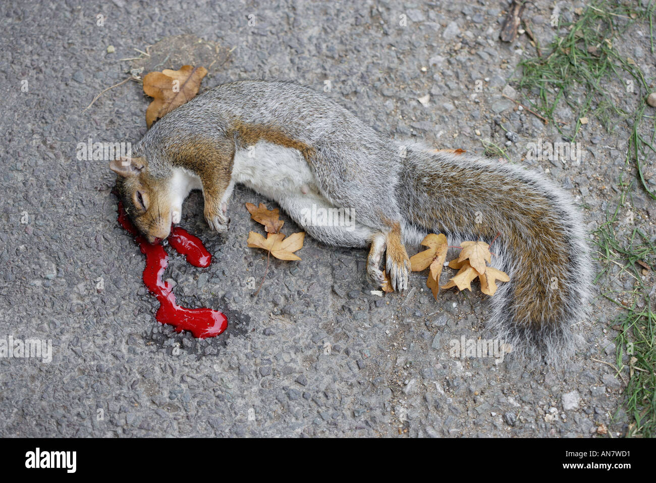 Squirrel dead at the side of the road Stock Photo