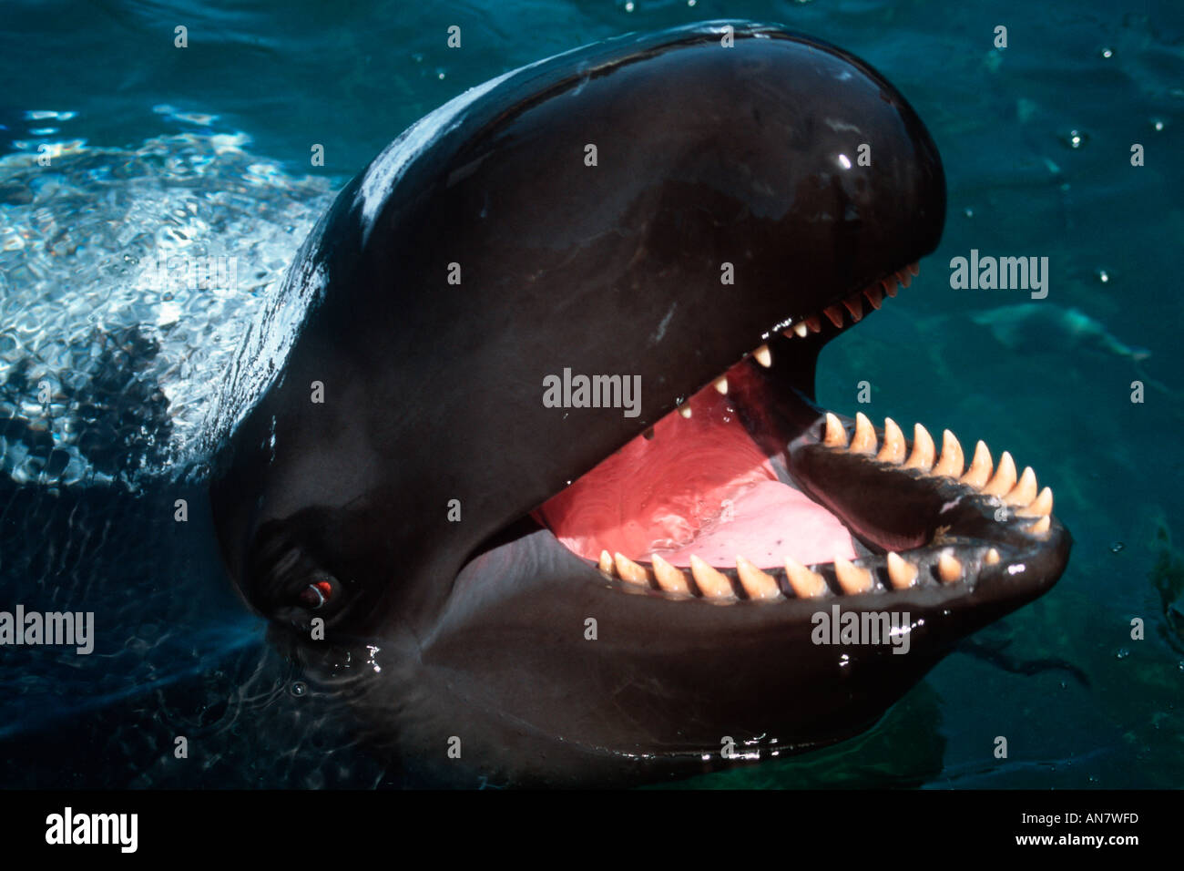 False killer whale Pseudorca crassidens with sunscreen Marine mammal research center Hawaii Stock Photo