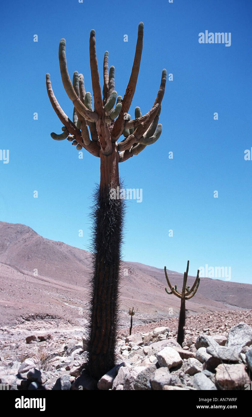Candelabro (Browningia candelaris), Chile, Altiplano Stock Photo