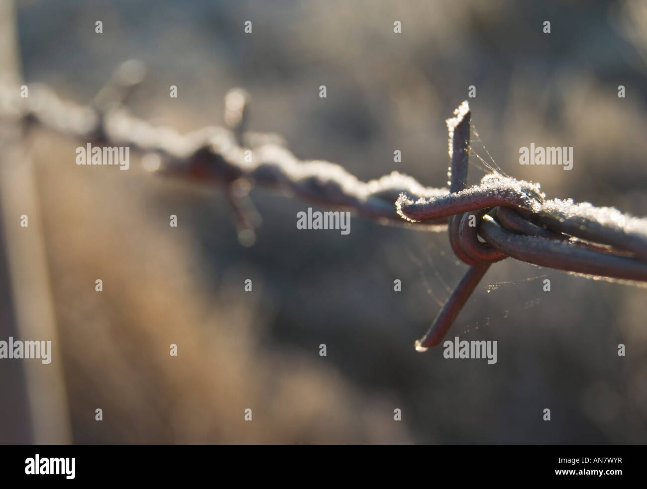 Barbed wire on a frosty day Stock Photo