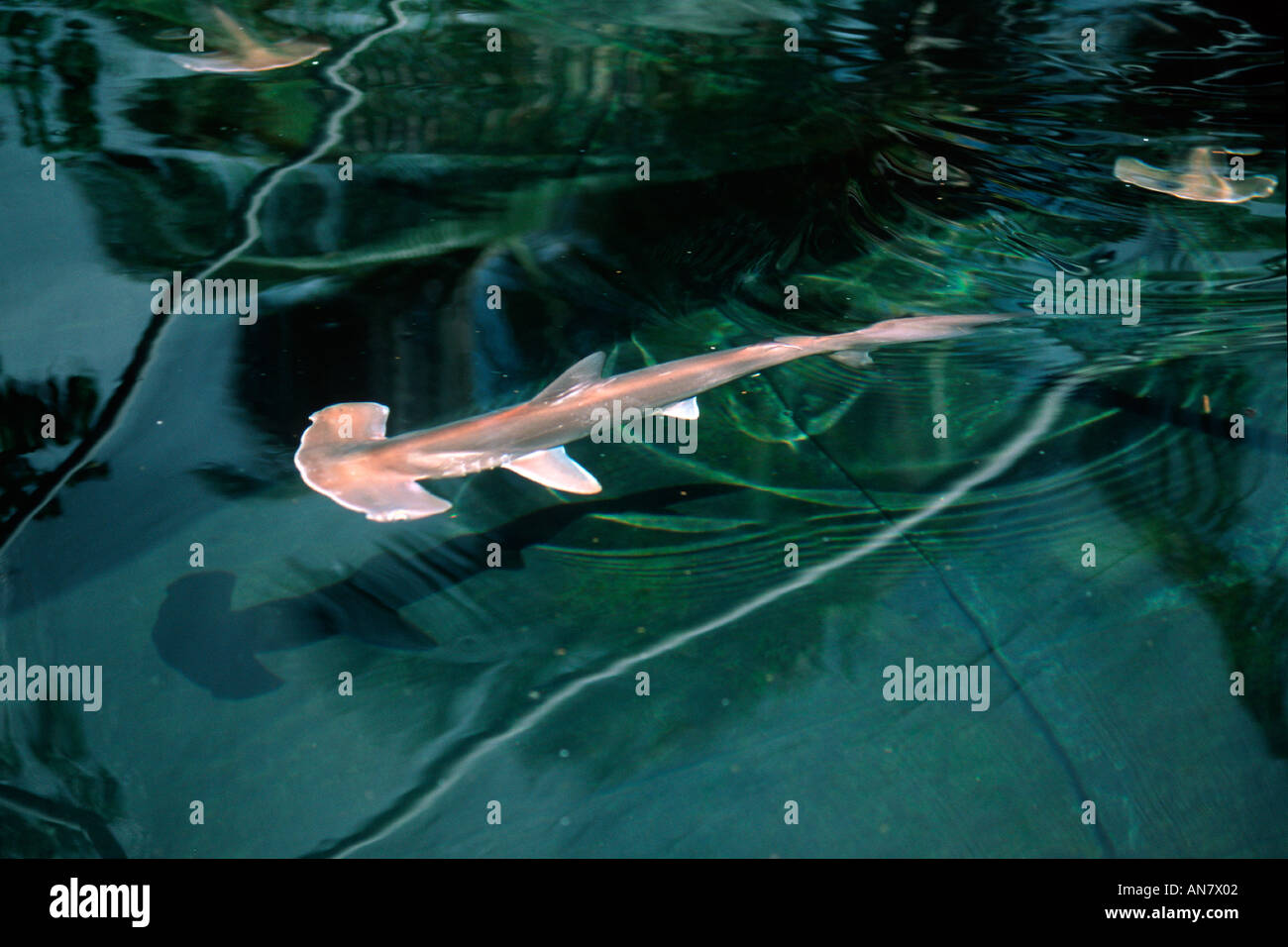 Scalloped hammerhead shark pups Sphyrna lewini Hawaii Institute of