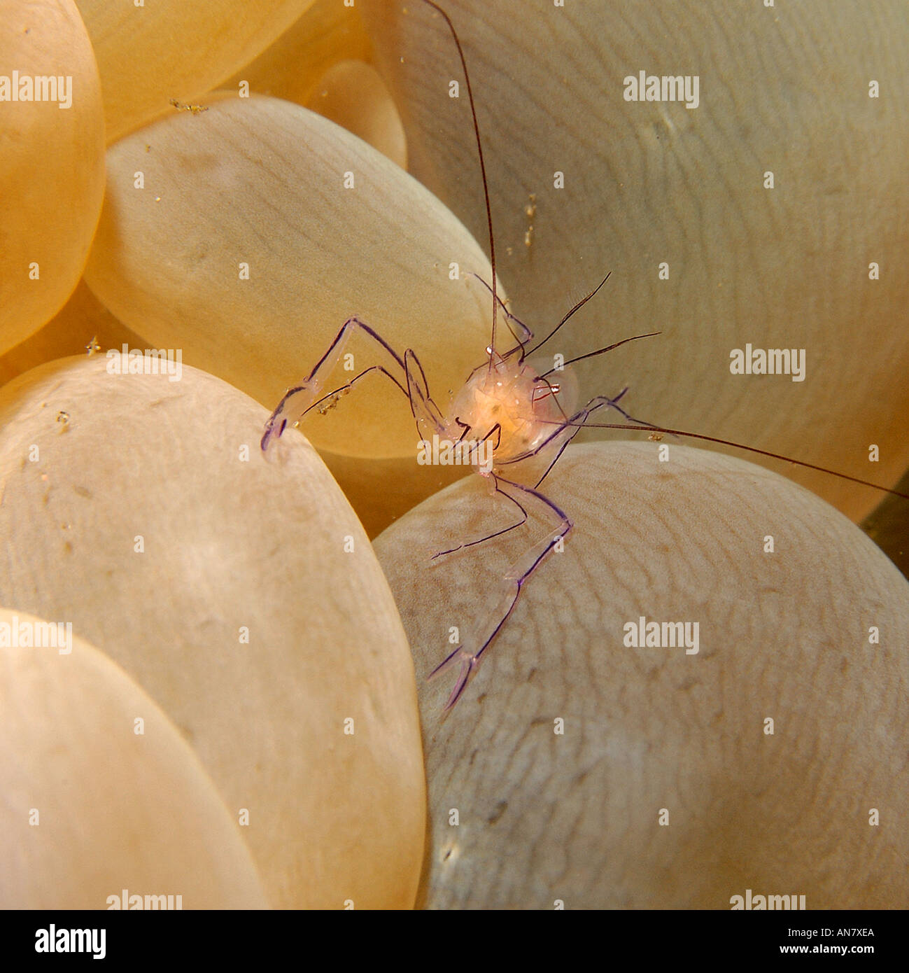 Bubble coral shrimp Vir philippinensis on bubble coral Plerogyra sinuosa Dumaguete Negros Island Philippines Stock Photo