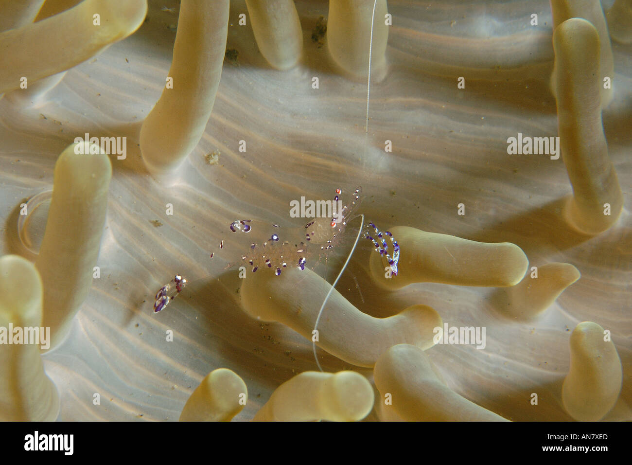 Commensal shrimp Ancylomenes tosaensis on anemone Dumaguete Negros Island Philippines Stock Photo