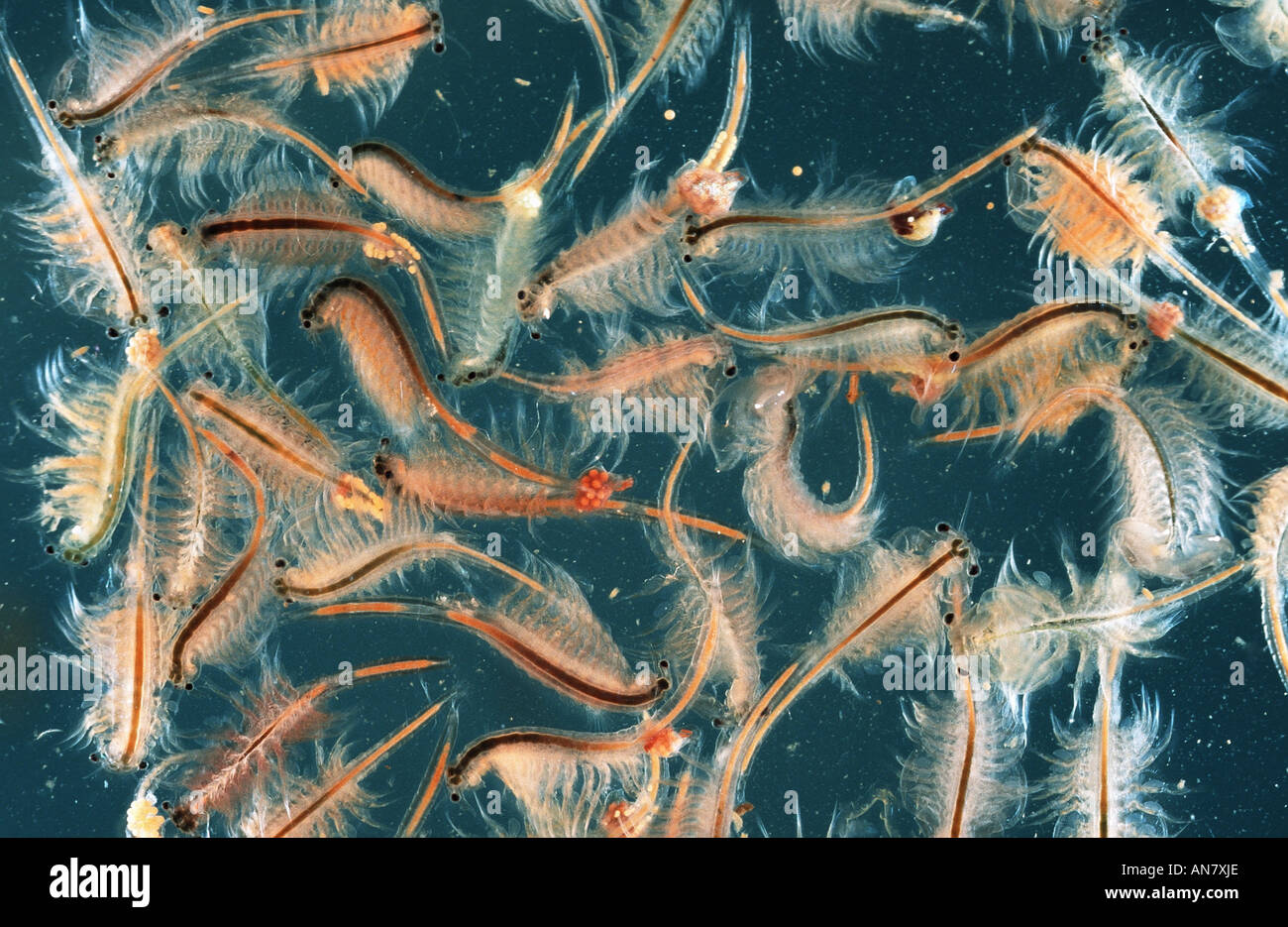 brine shrimp (Artemia salina), swimming, Spain Stock Photo