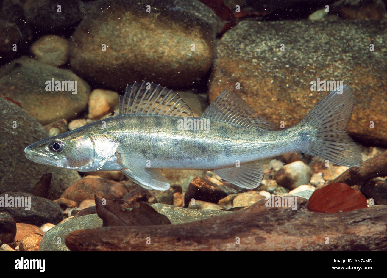 pikeperch, zander (Stizostedion lucioperca, Sander lucioperca Stock