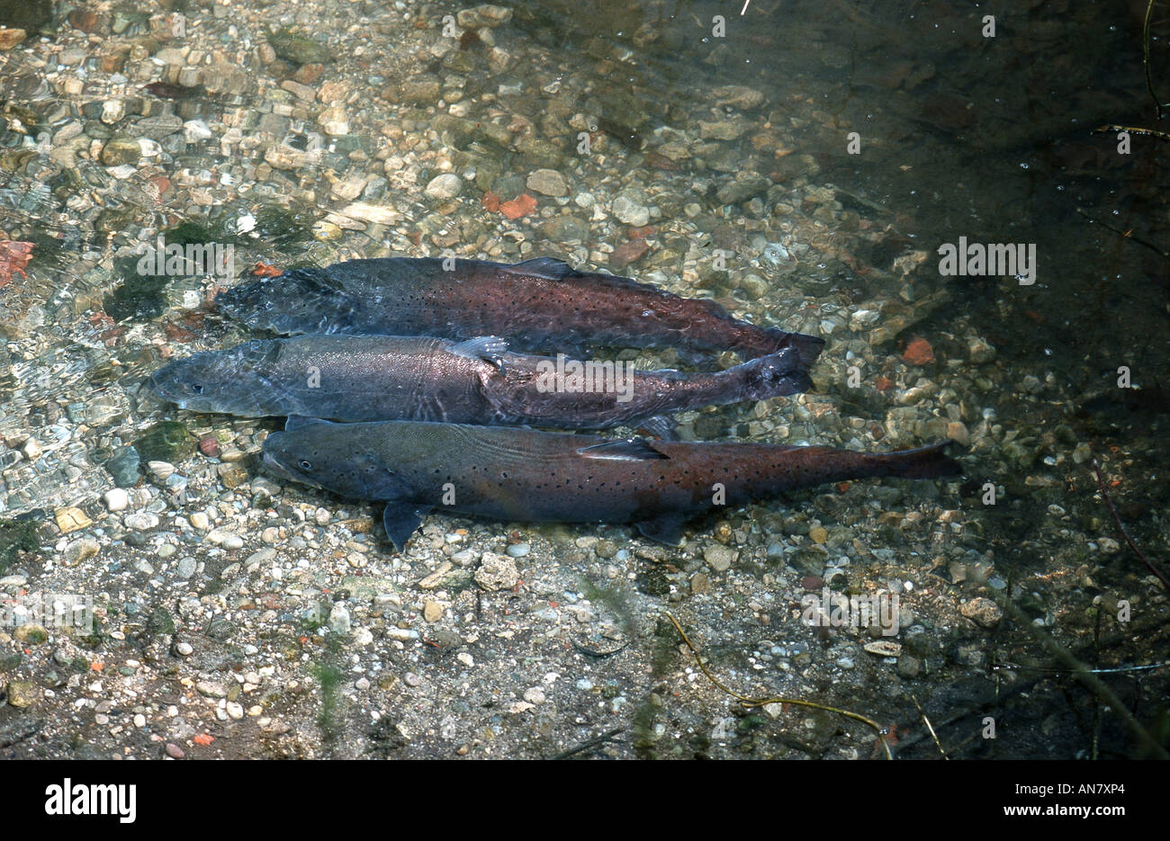 Danube salmon, huchen (Hucho hucho), spawning, Germany Stock Photo
