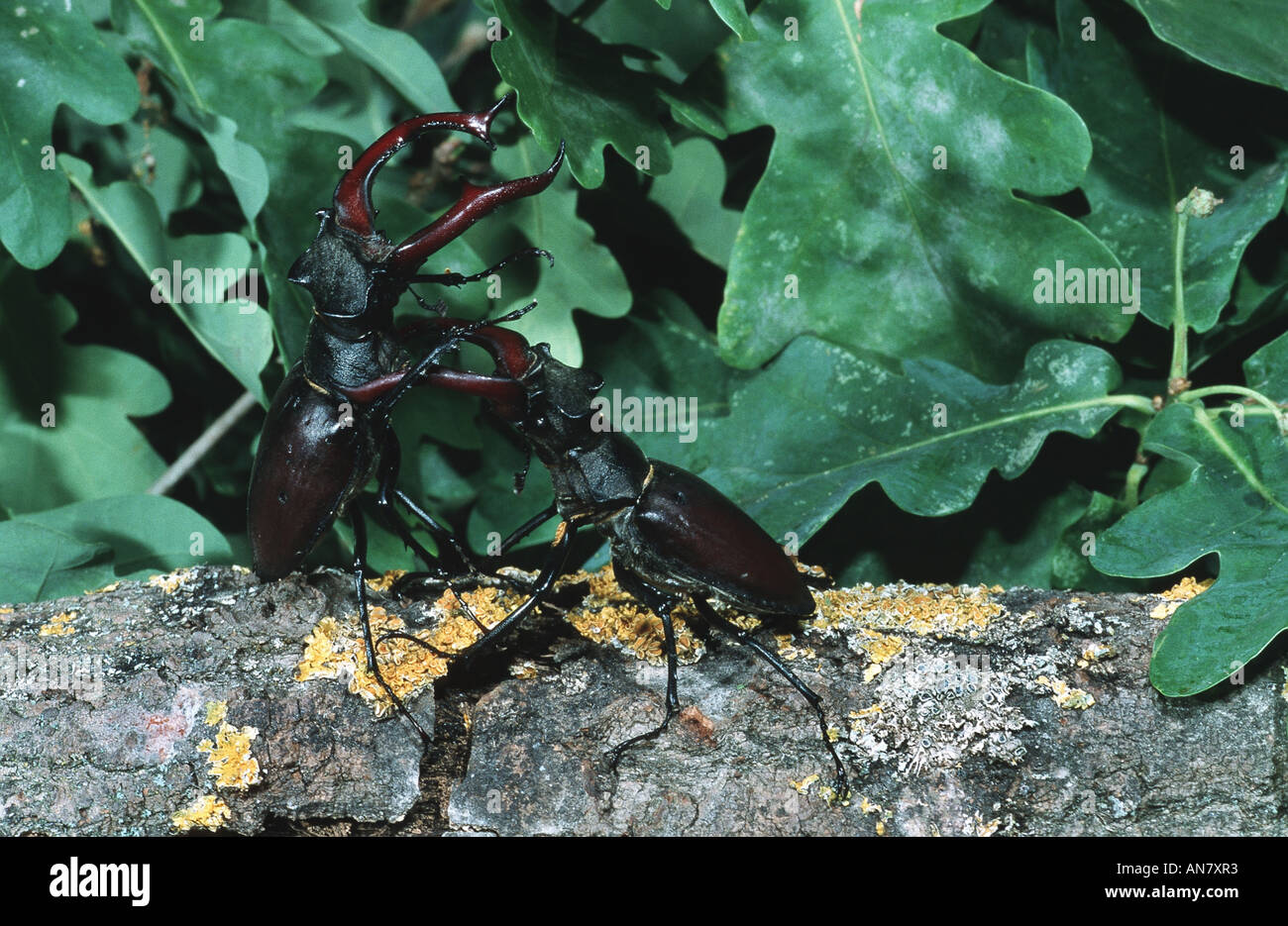 stag beetle, European stag beetle (Lucanus cervus), fighting males, Austria Stock Photo