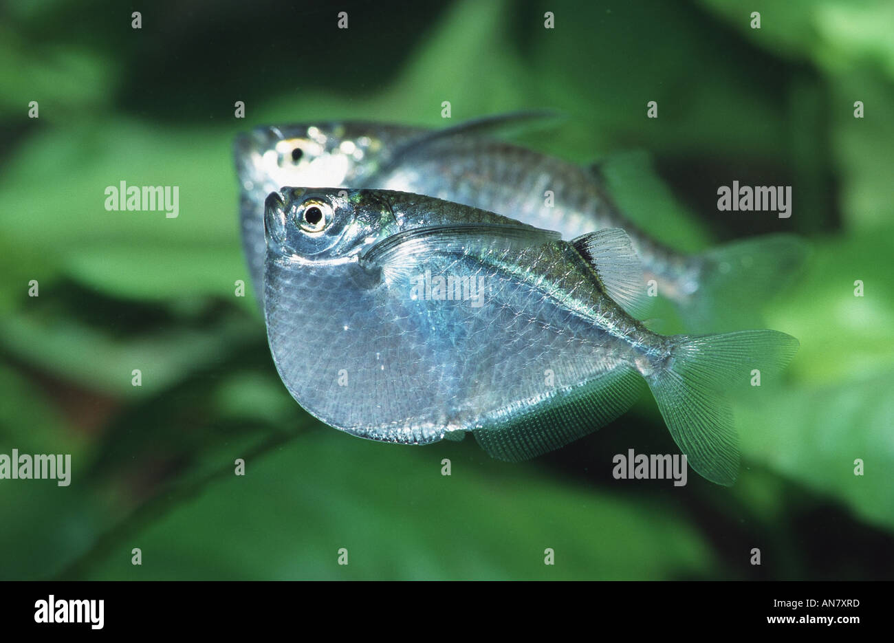 giant hatchetfish, greater hatchetfish, greater silver hatchfish (Thoracocharax securis) Stock Photo