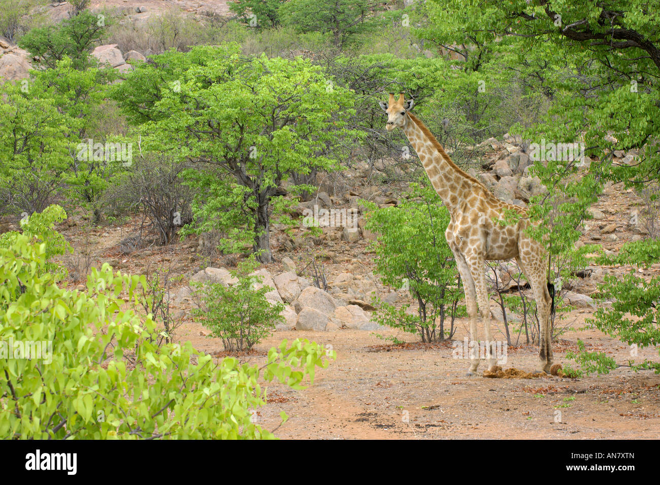 Southern giraffe Giraffa camelopardalis giraffa adult female in mopane woodland Hobatere Namibia November Stock Photo