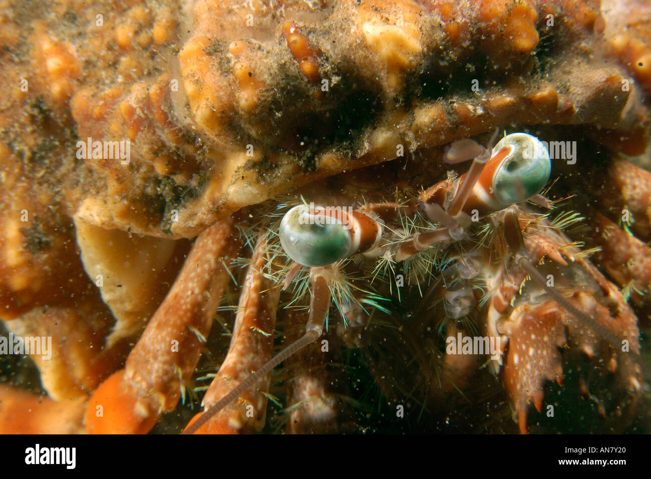 Anemone hermit crab Dardanus pedunculatus eye detail Dumaguete Negros ...