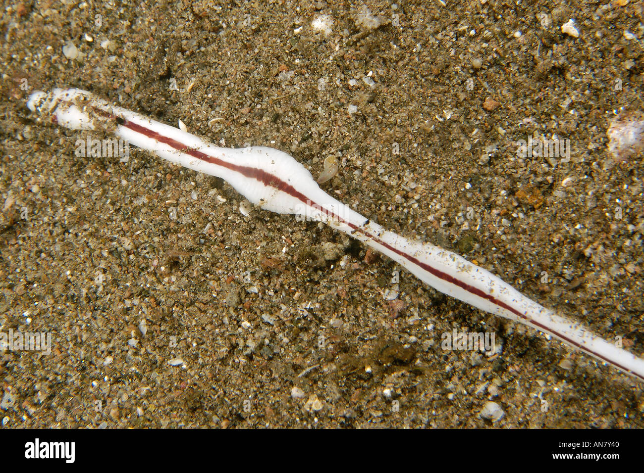 Ribbon worm Baseodiscus hemprichii on sand Dumaguete Negros Island Philippines Stock Photo