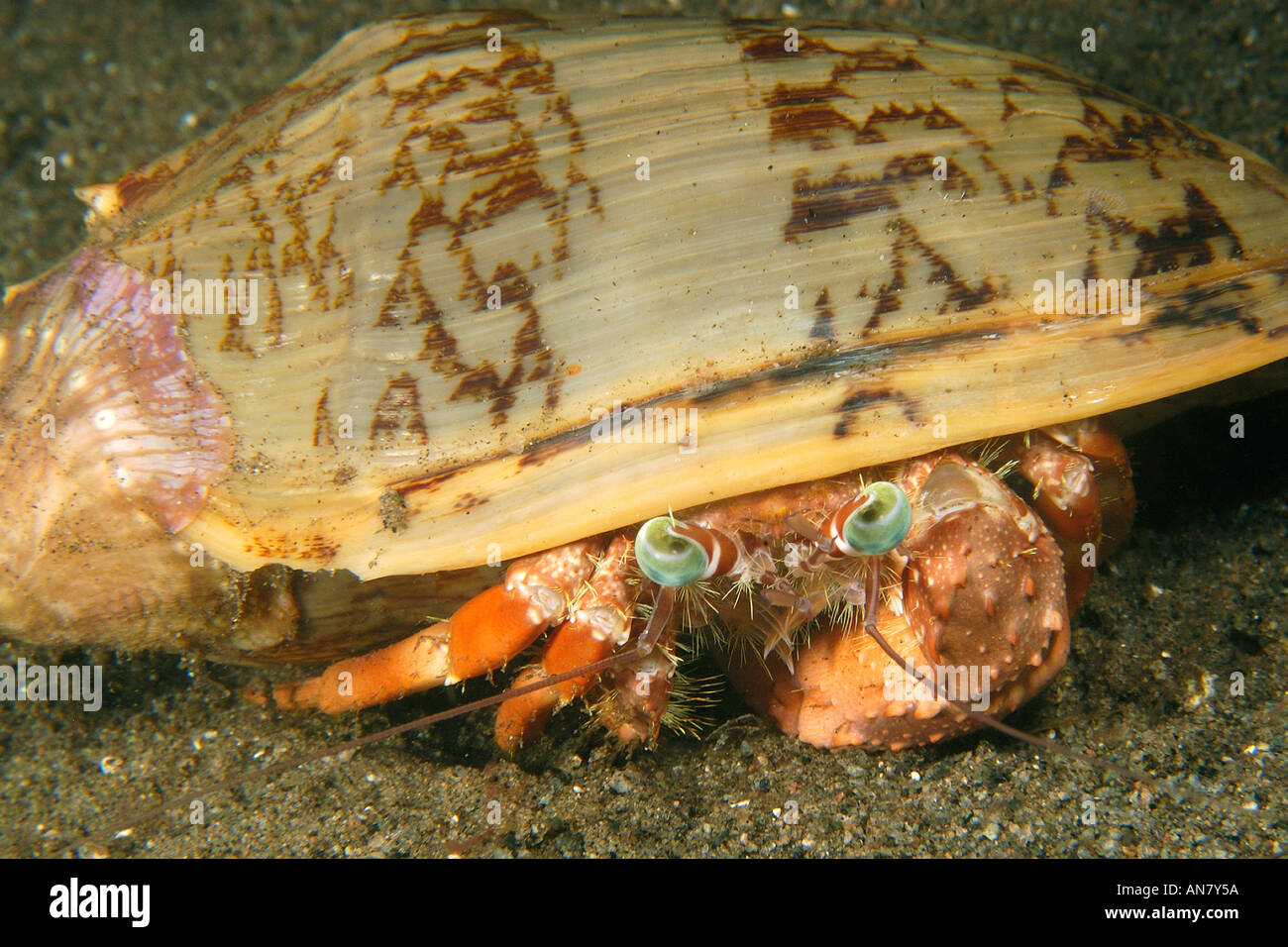 Anemone hermit crab Dardanus pedunculatus Dumaguete Negros Island ...