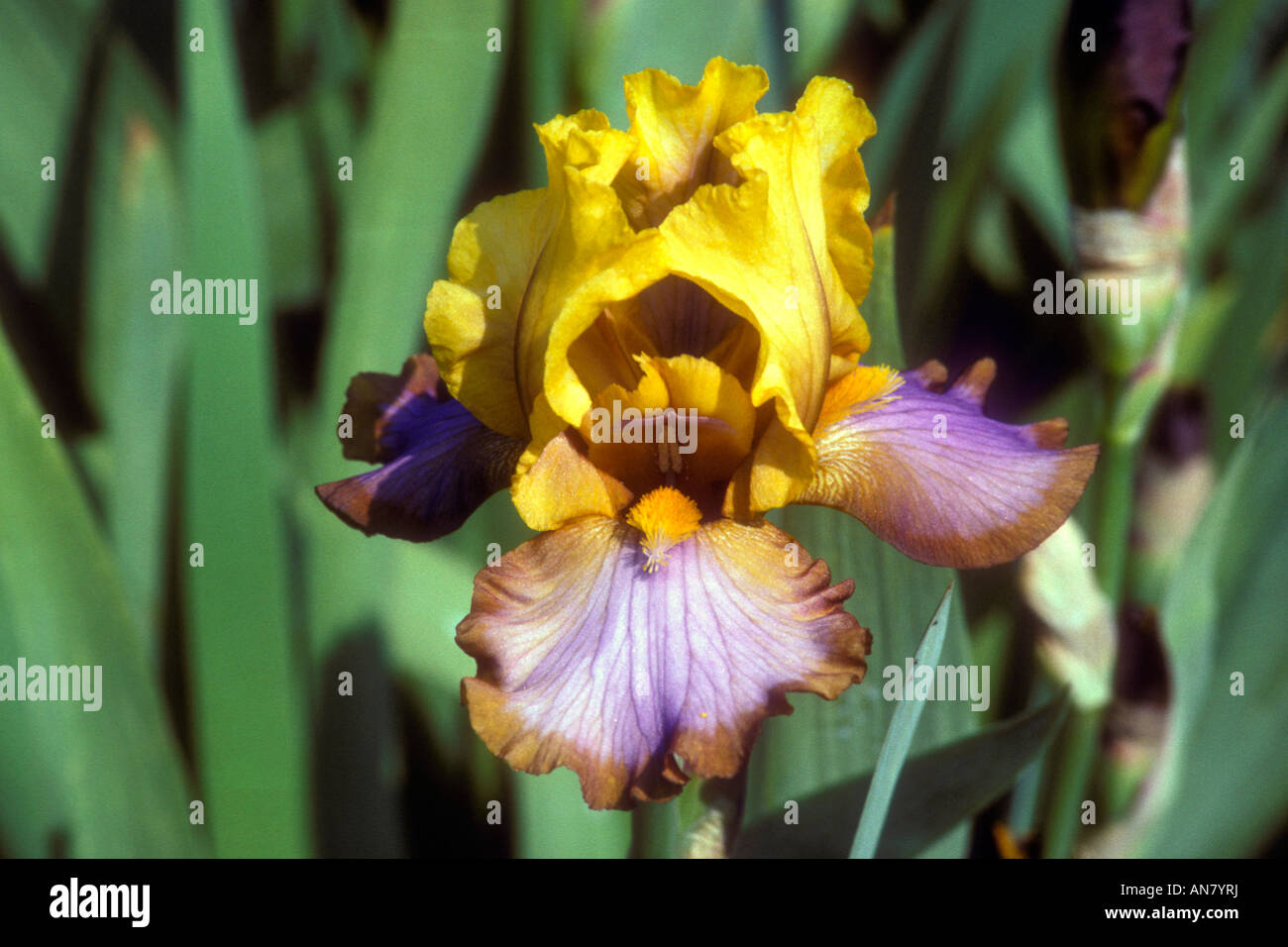 Iris 'Brown Lasso' border bearded brown gold orchid lavender edged unusual colors colours bronze flowers tall irises Stock Photo