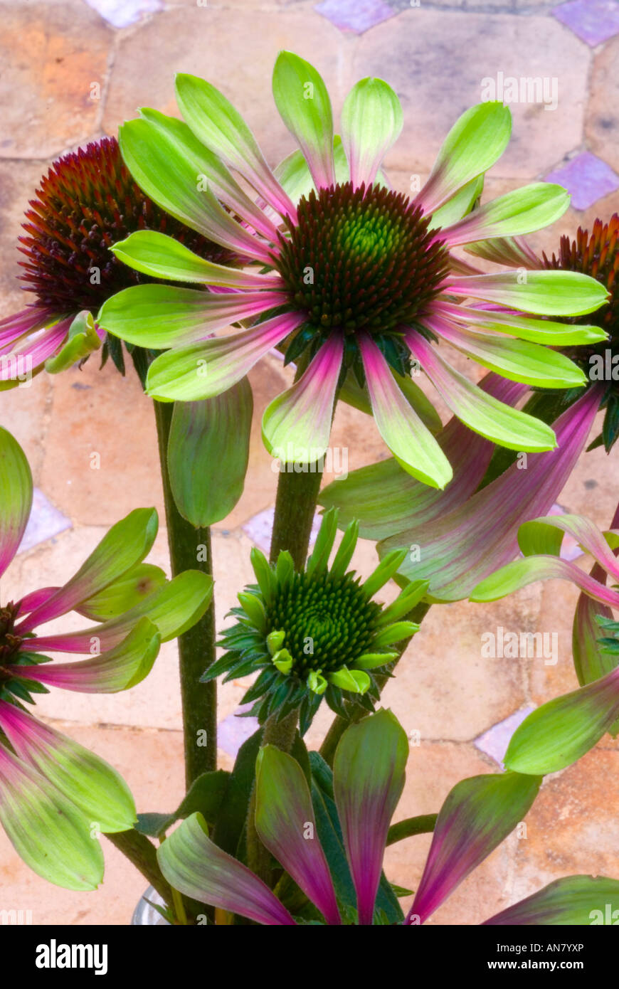 Echinacea purpurea 'Green Twister' exciting new coneflower color colours closeup of flowers perennial Stock Photo