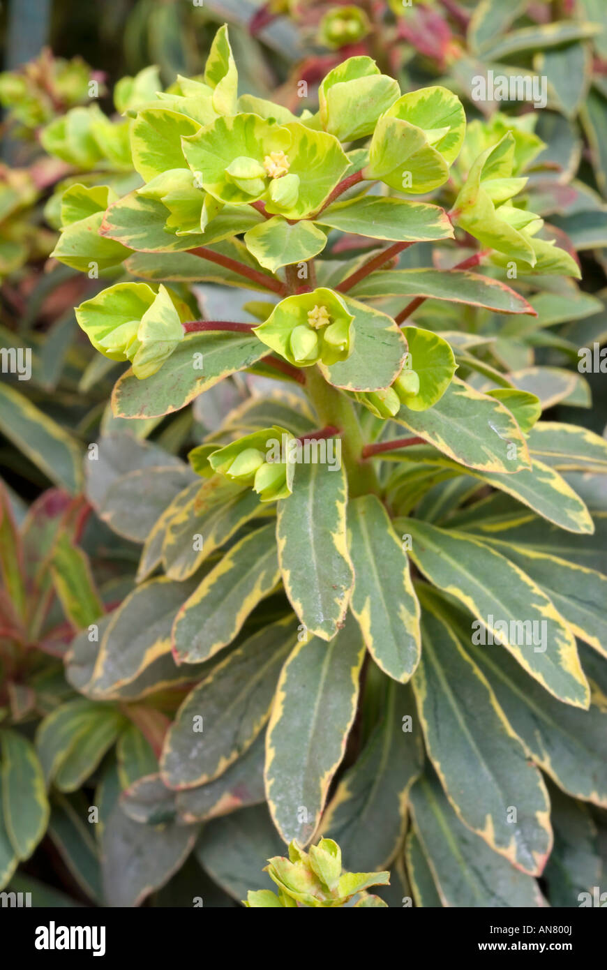Euphorbia 'Helena's Blush' (Euphorbia amygdaloides hybrid; Wood Spurge) chartreuse flowers & variegated foliage leaves portrait Stock Photo