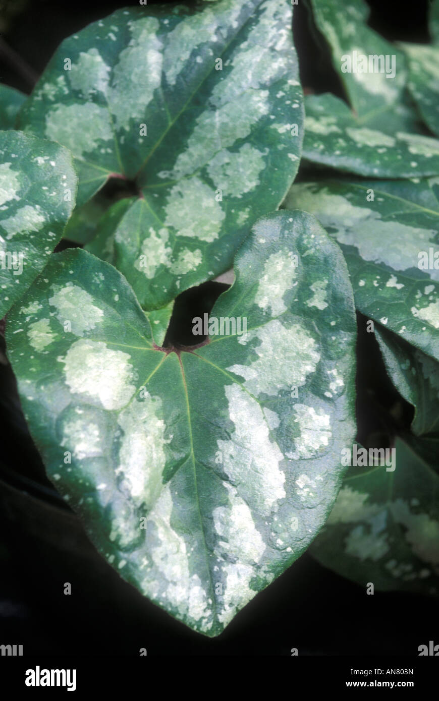 Asarum splendens leaf closeup (Chinese Wild Ginger) perennial evergreen silver mottled variegated foliage single Stock Photo
