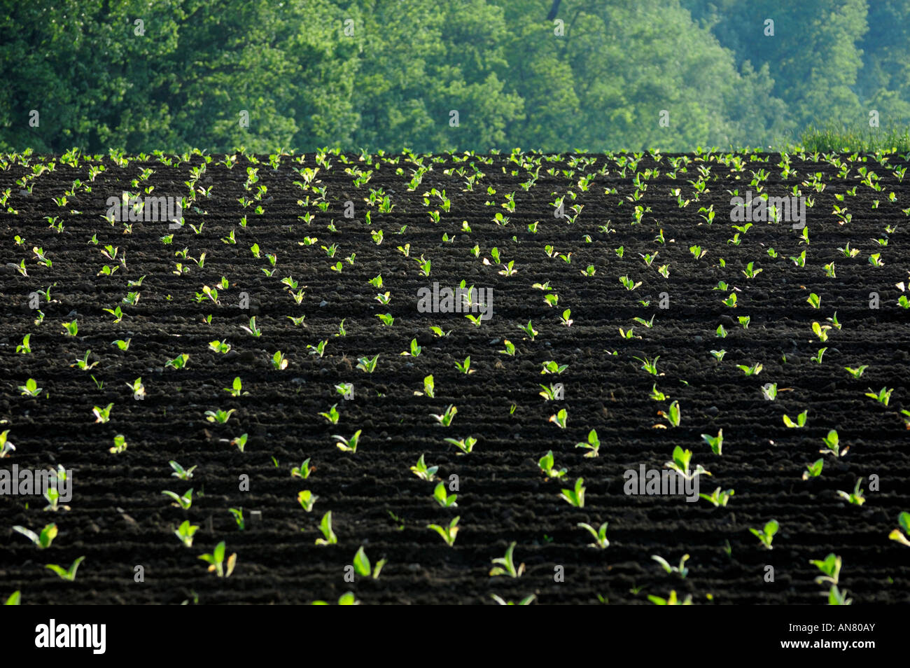 Black soil crops hires stock photography and images Alamy