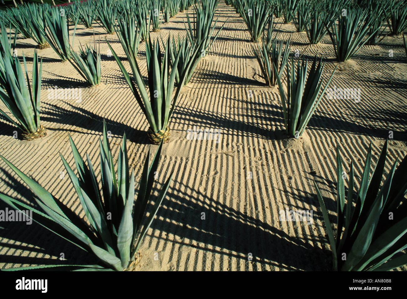 Mexico, Cabo San Lucas, Cactus and hotel entrance Stock Photo Alamy