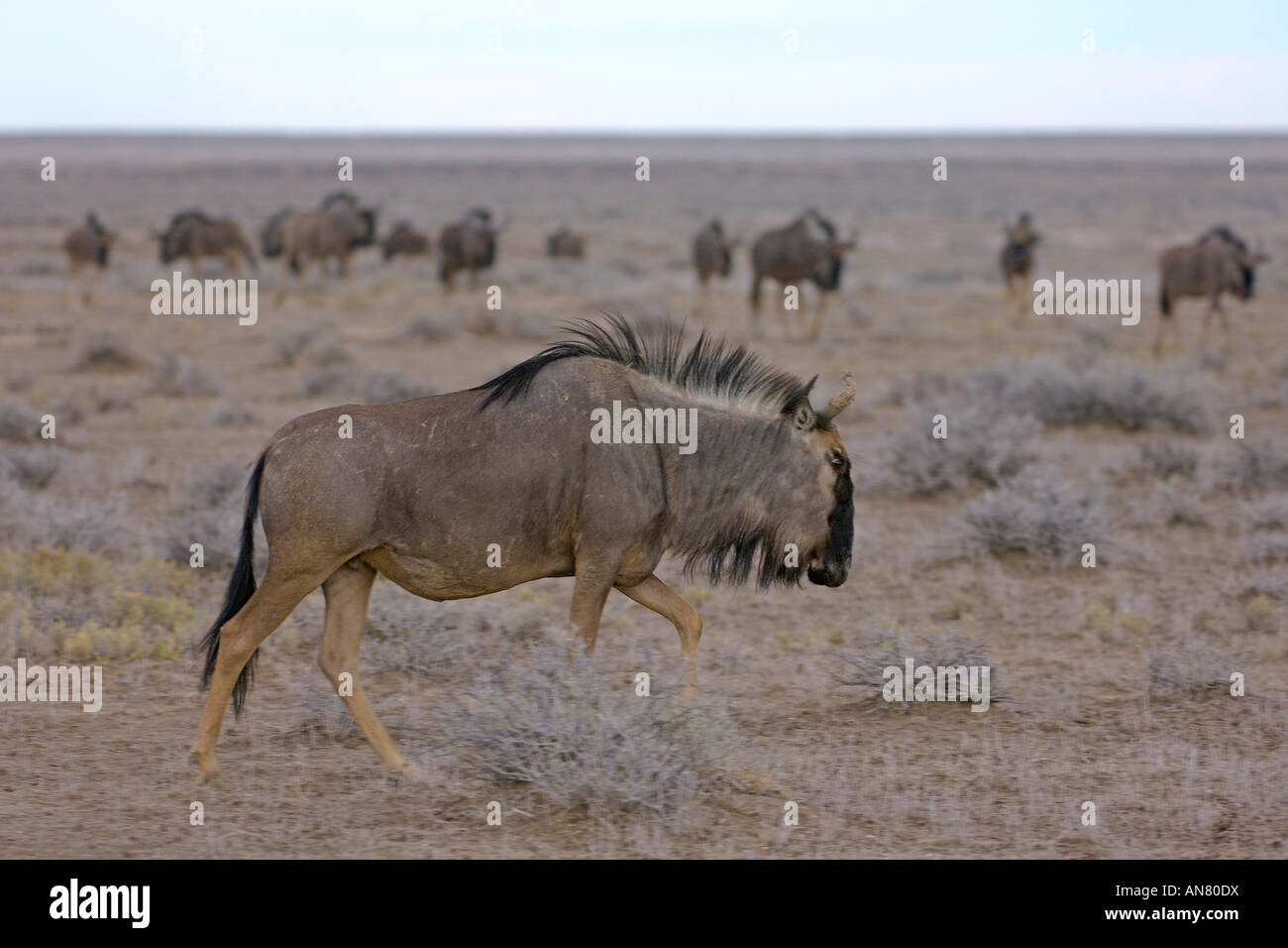 Herd of blue wildebeest Connochaetes taurinus in Etosha National Park Namibia November Stock Photo