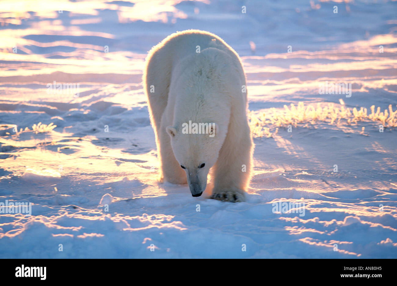 polar bear (Ursus maritimus), in back light, the world largest bear and carnivore, Canada, Hudson Bay Stock Photo