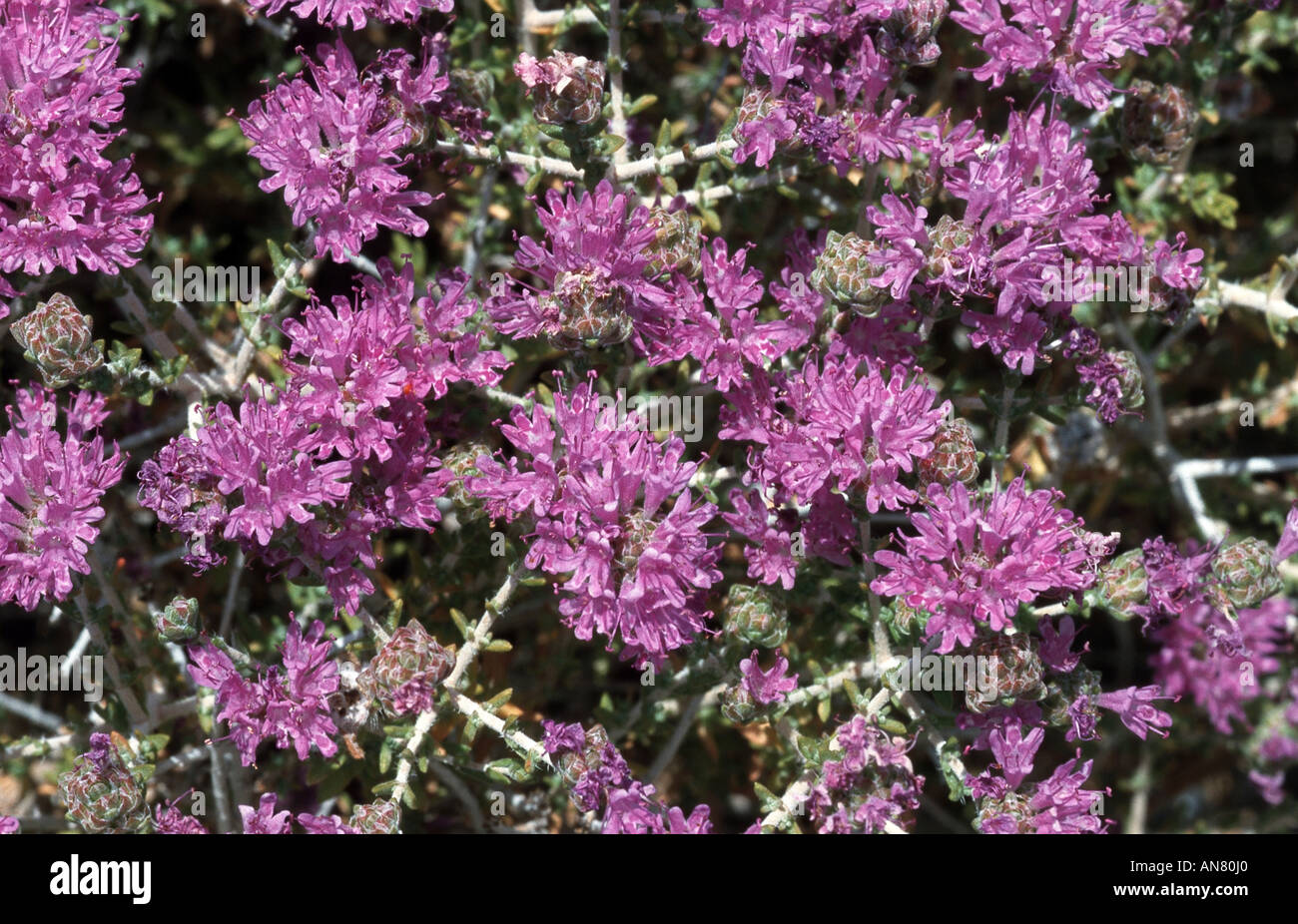 bugloss (Anchusa cespitosa), detail of the blossoms, Greece, Creta, Lefka Ori Stock Photo