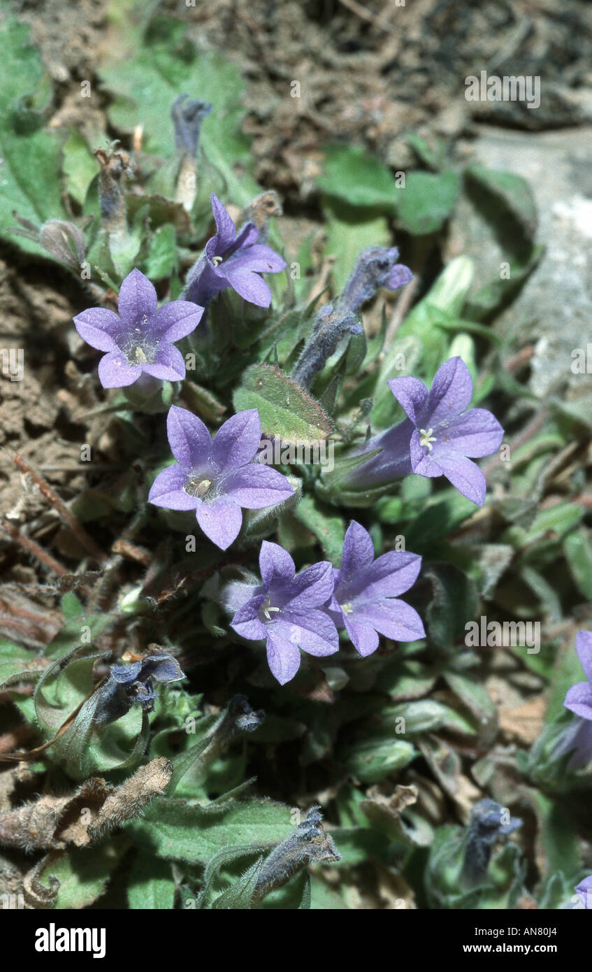 bellflower (Campanula tubulosa), blooming plant, Greece, Creta, Imbrosschlucht Stock Photo