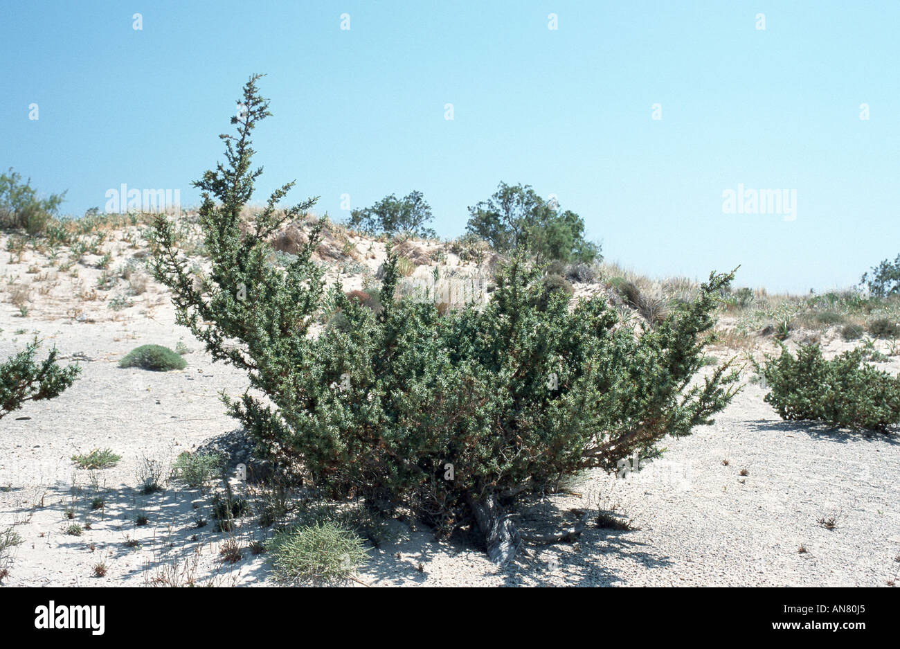 prickly cedar, cade (Juniperus oxycedrus ssp. macrocarpa), single shrub ...
