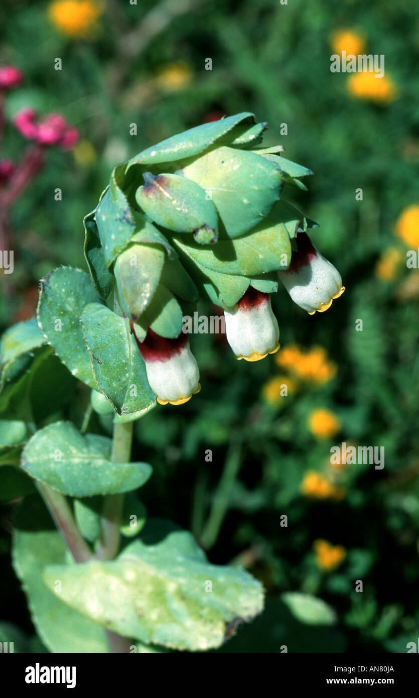 honeywort, wax flower (Cerinthe major subsp. gymnandra), blooming plant with three flowers, Portugal, Kap Sao Vicente Stock Photo