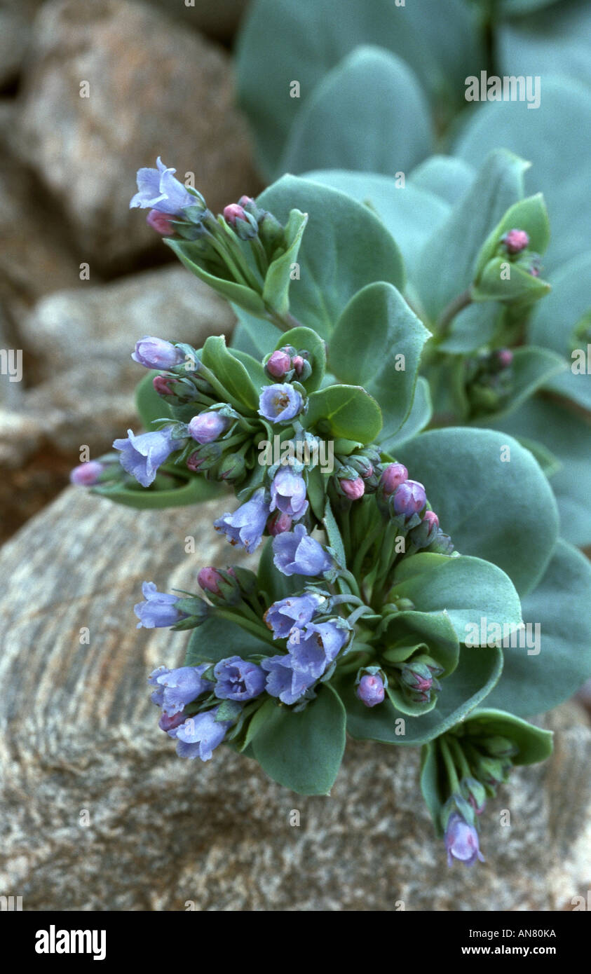 oysterleaf, oysterplant, sea bluebells (Mertensia maritima), blooming, Norway, Runde Stock Photo