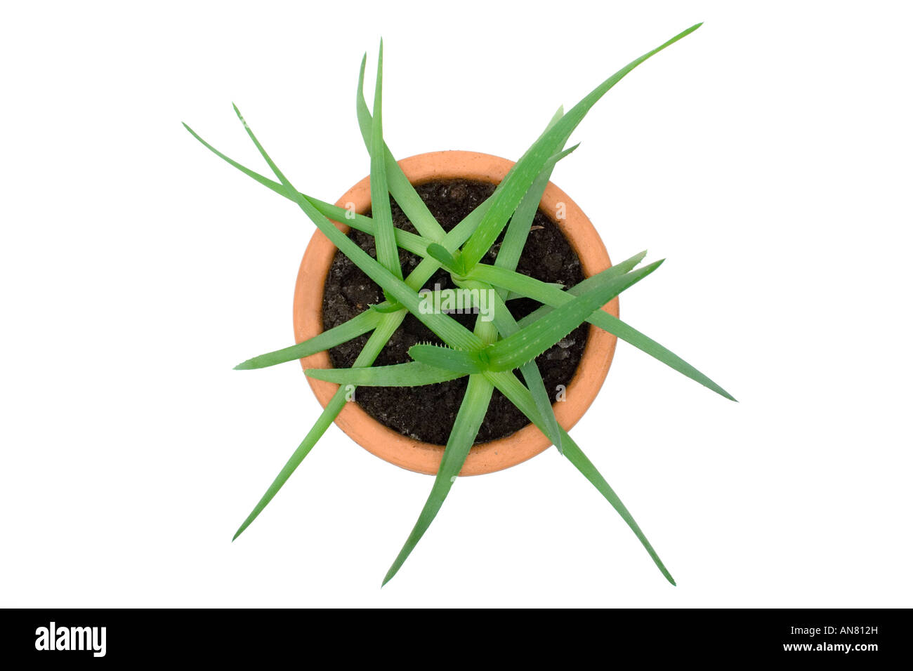 Aloe vera plant in a terracotta pot isolated on a white background  Stock Photo