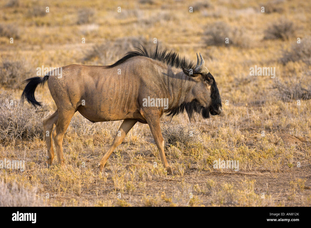 Blue wildebeest Connochaetes taurinus in Etosha National Park Namibia November Stock Photo