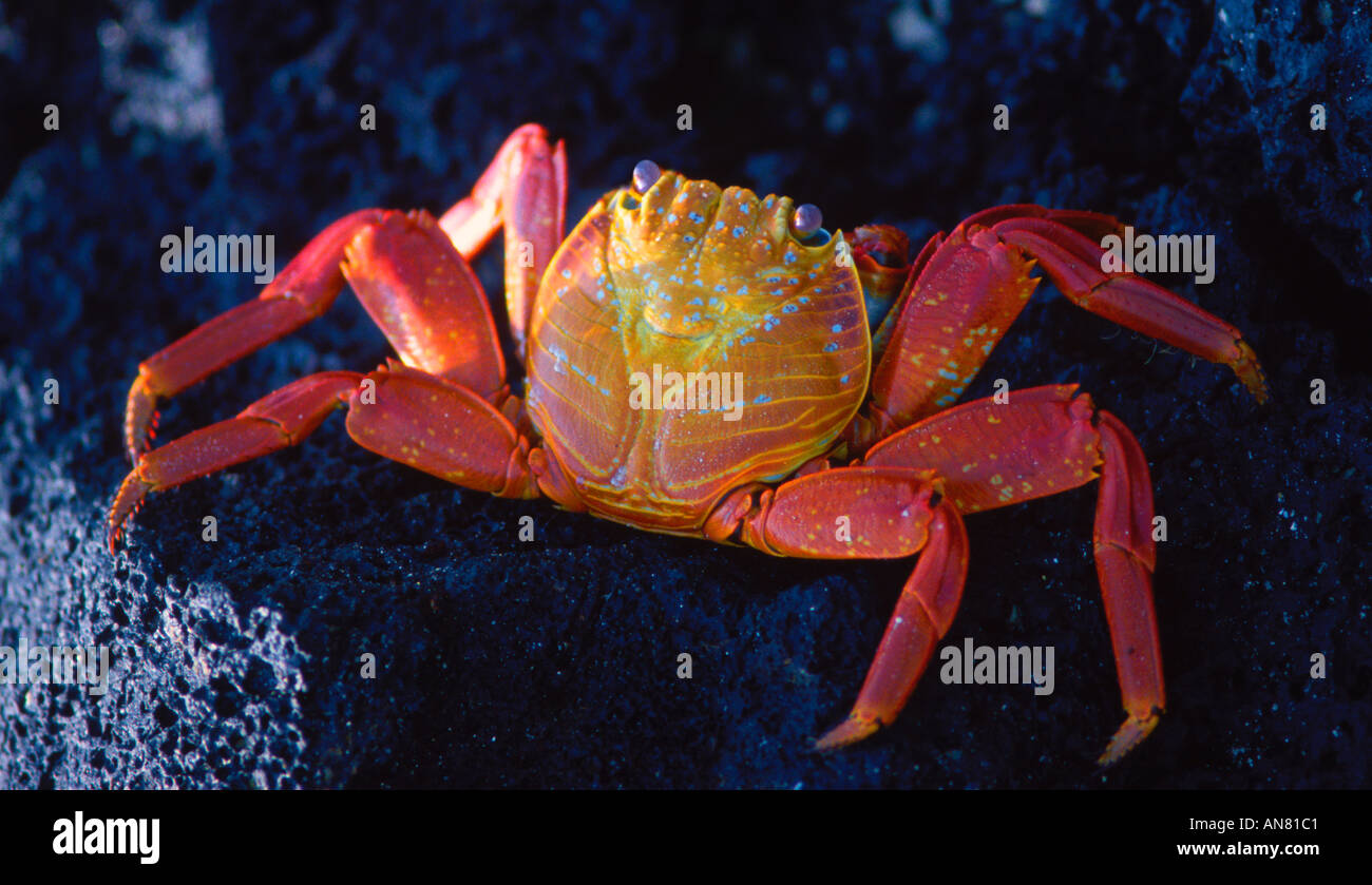 Sally lightfoot crab Grapsus grapsus Punta Cormorant Isla Floreana Island Galapagos Stock Photo