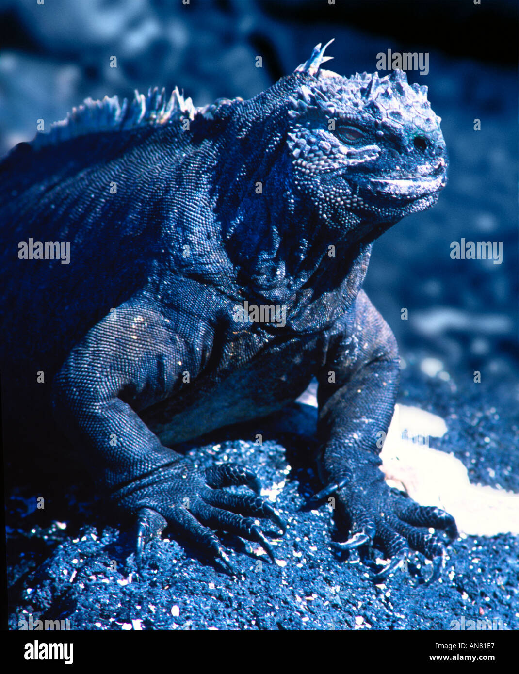 MARINE IGUANA AMBLYRHYNCHUS CRISTATUS Espumilla Beach Galapagos Stock