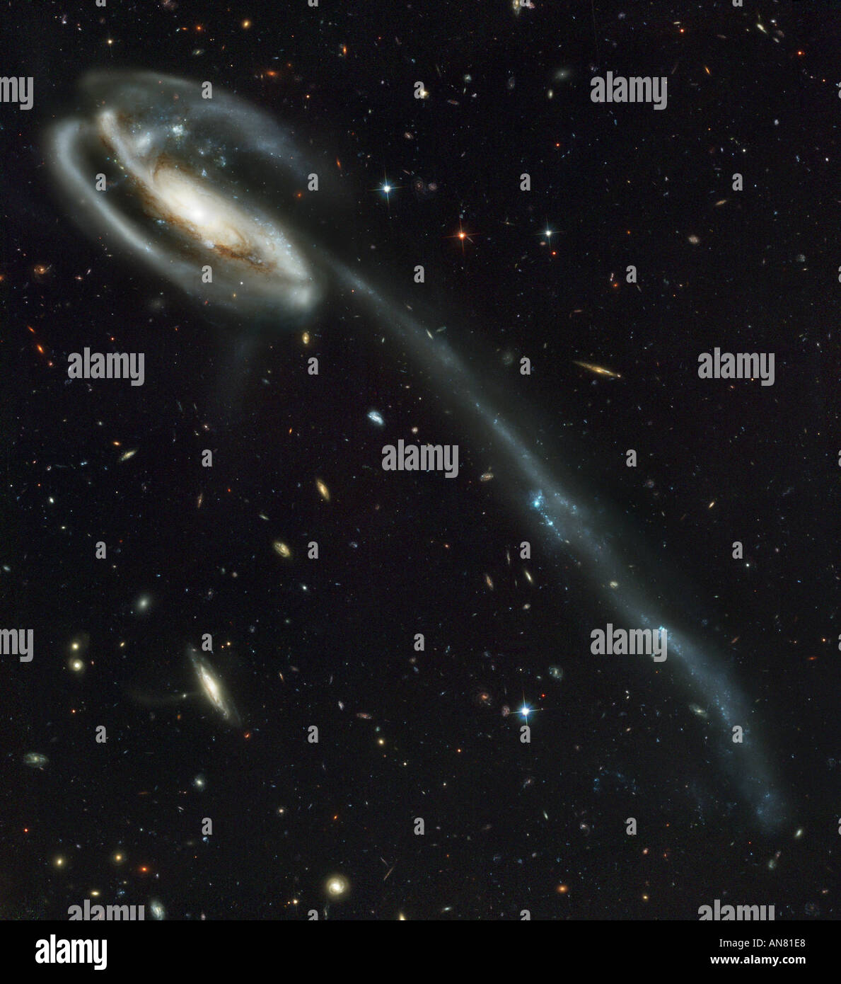 Tadpole Galaxy UGC 10214 Against a stunning backdrop of thousands of galaxies galaxy stars pinwheel space Stock Photo