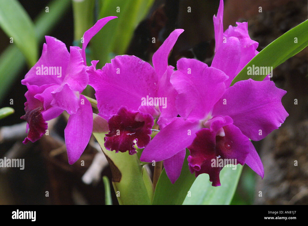 cattleya orchid (Cattleya), flowers Stock Photo