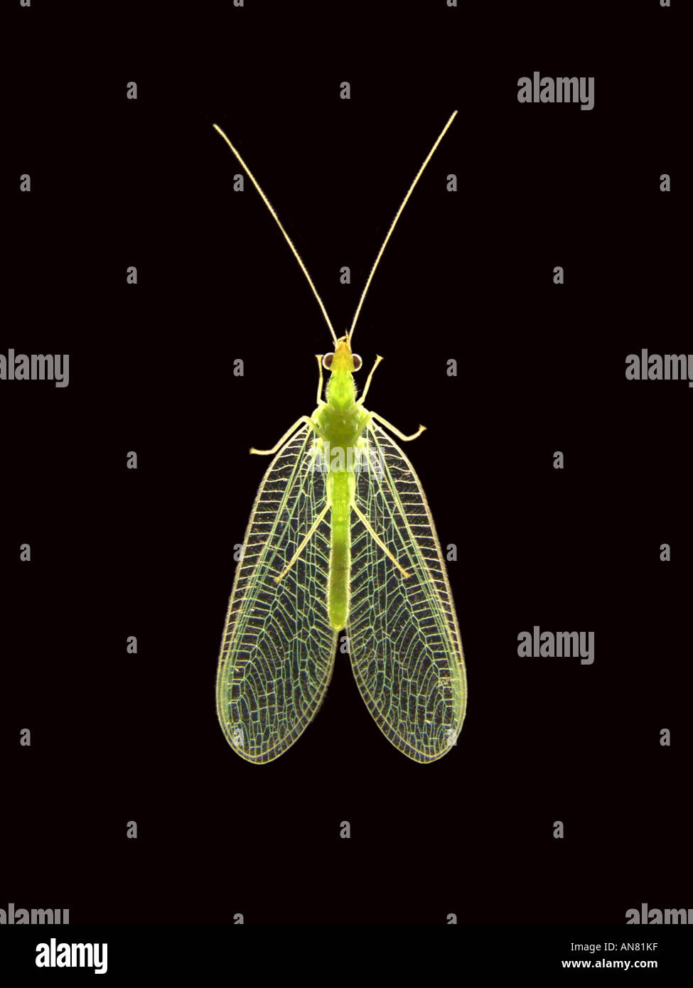 common green lacewing (Chrysoperla carnea, Chrysopa carnea, Anisochrysa ...