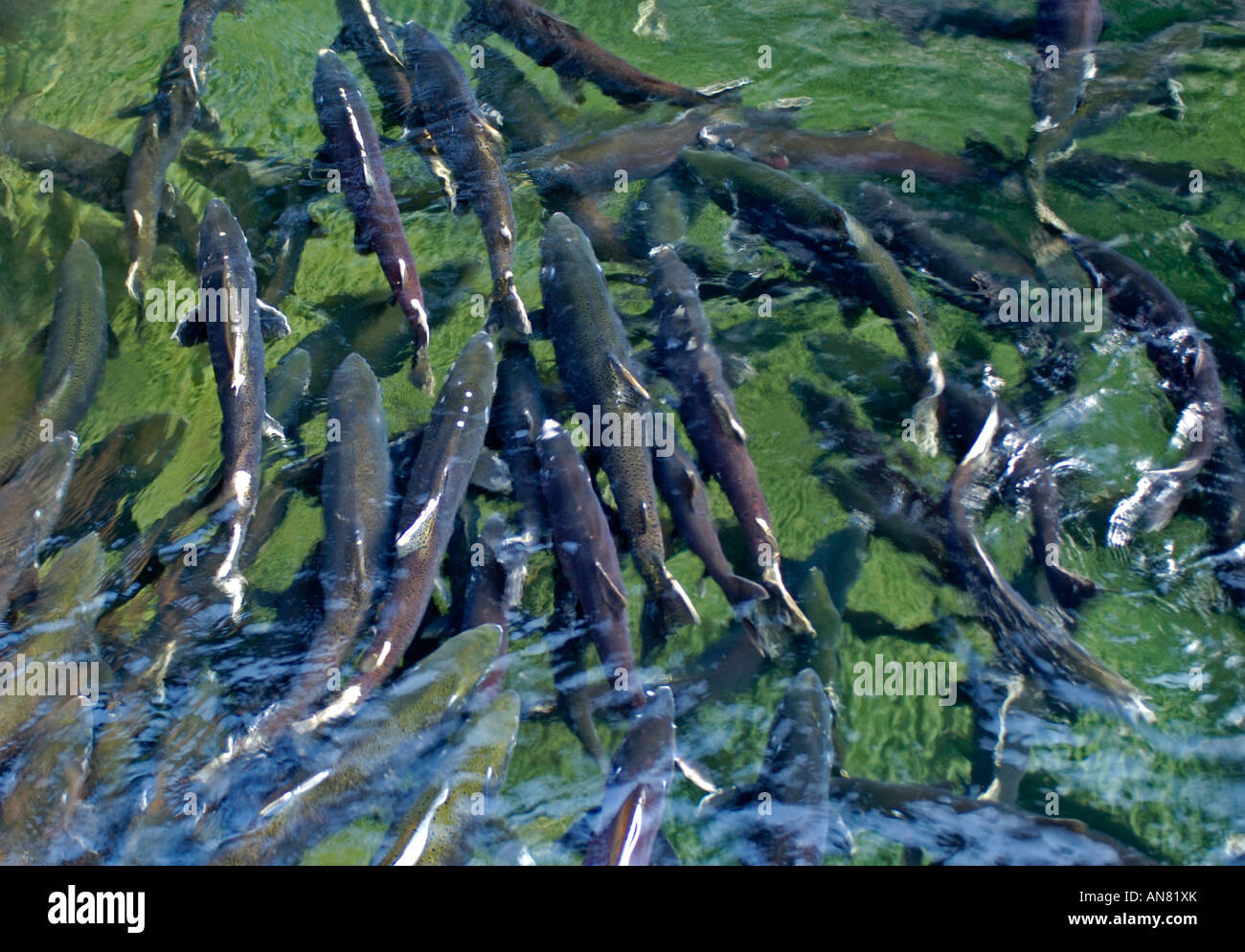 Migrating Salmon at Robertson Creek Fish Hatchery Port Alberni