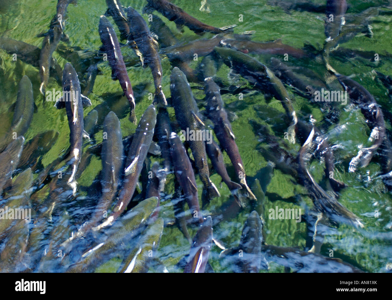 Migrating Salmon at Robertson Creek Fish Hatchery Port Alberni Vancouver Island Canada Stock Photo